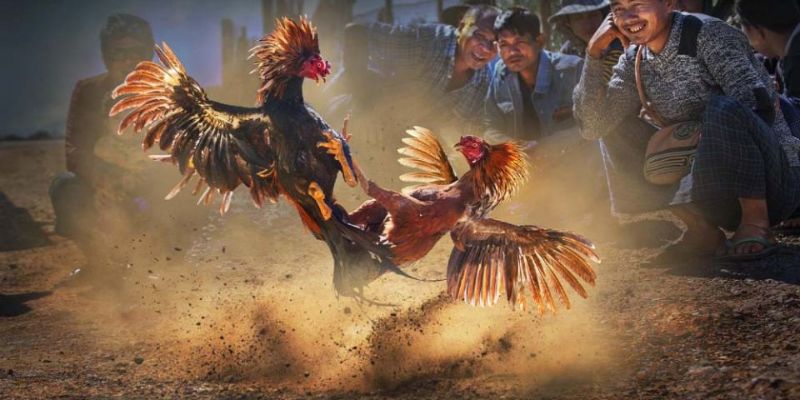 Cách xem đá gà trực tiếp tại nhà cái chi tiết nhất