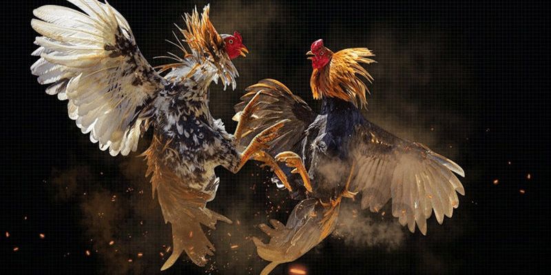 Một số số thông tin về cổng game
