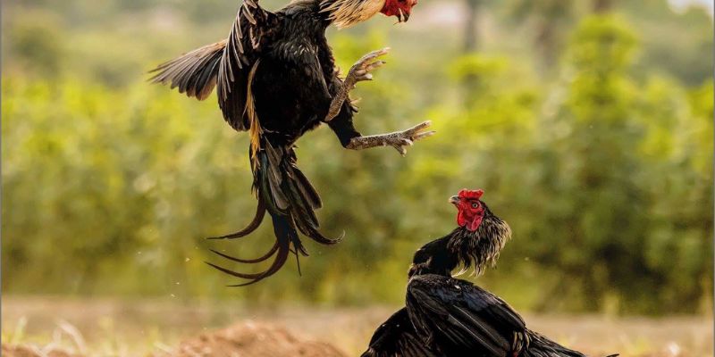 Những ưu điểm của việc chơi đá gà trực tiếp trên mạng
